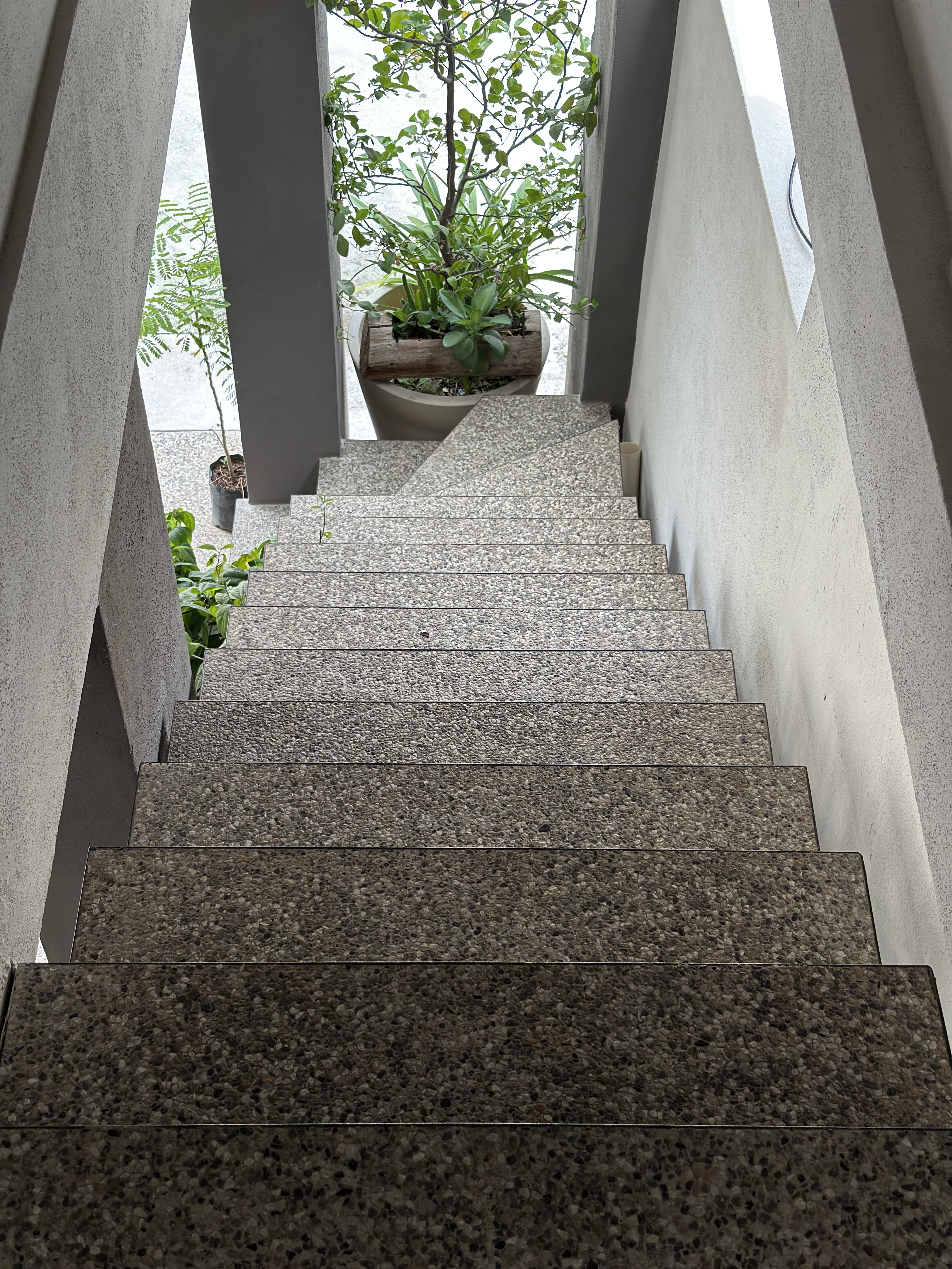 Vista desde arriba de la escalera de terrazzo con plantas al fondo — Casa Manglar
