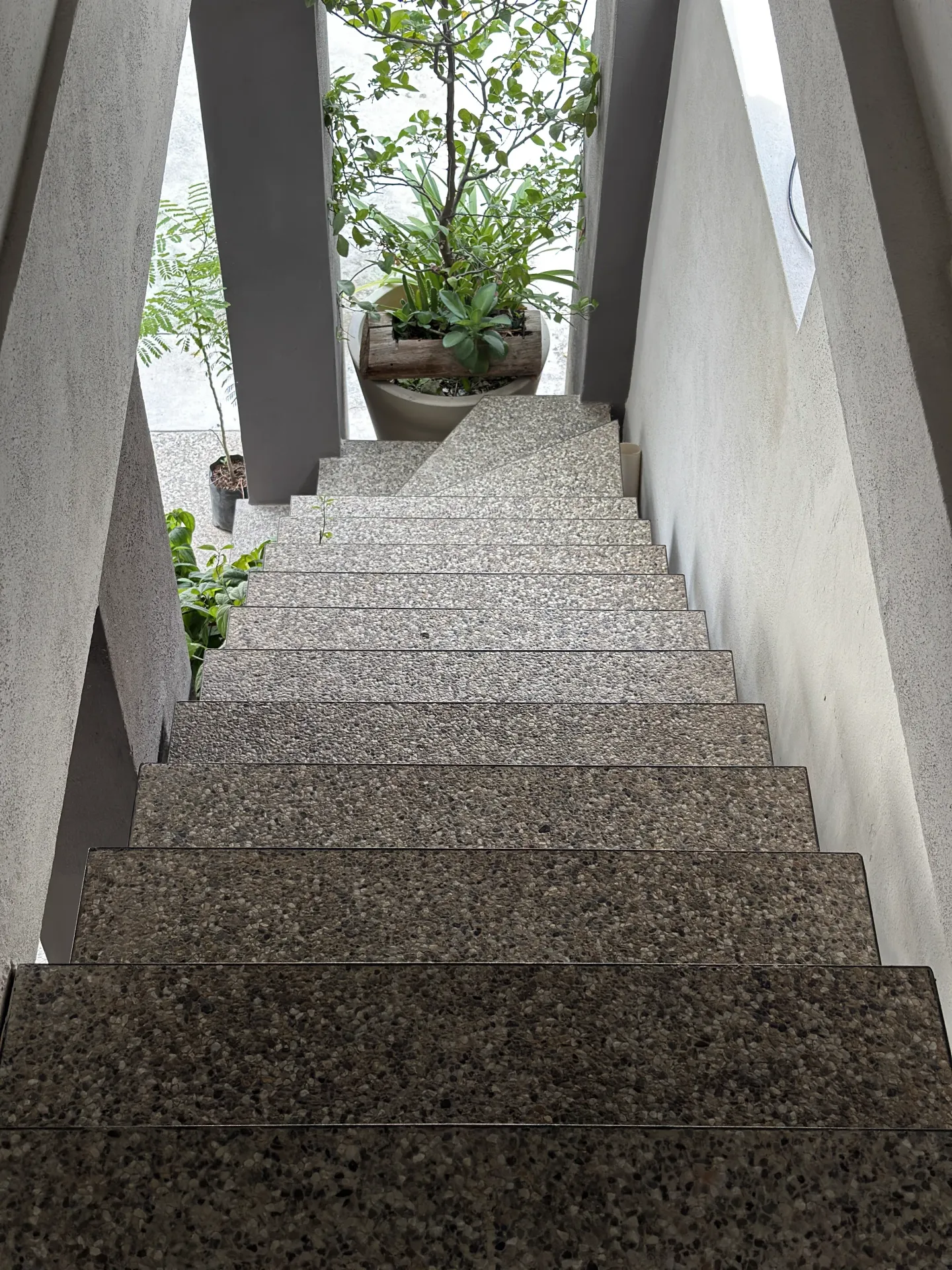 Vista desde arriba de la escalera de terrazzo con plantas al fondo — Casa Manglar