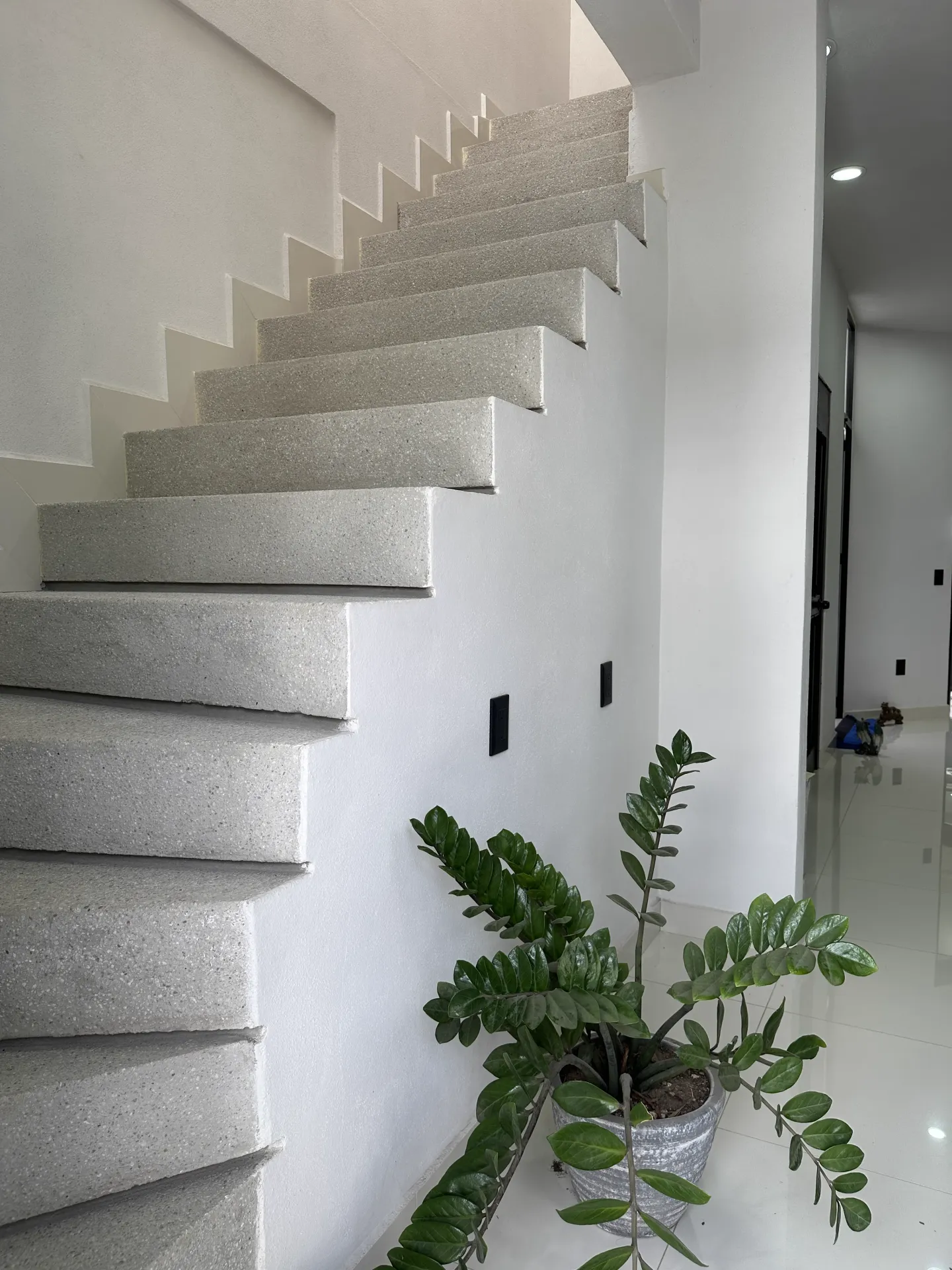 Escalera de terrazzo vista lateral — peldaños de granito y planta zamia — Casa Manglar